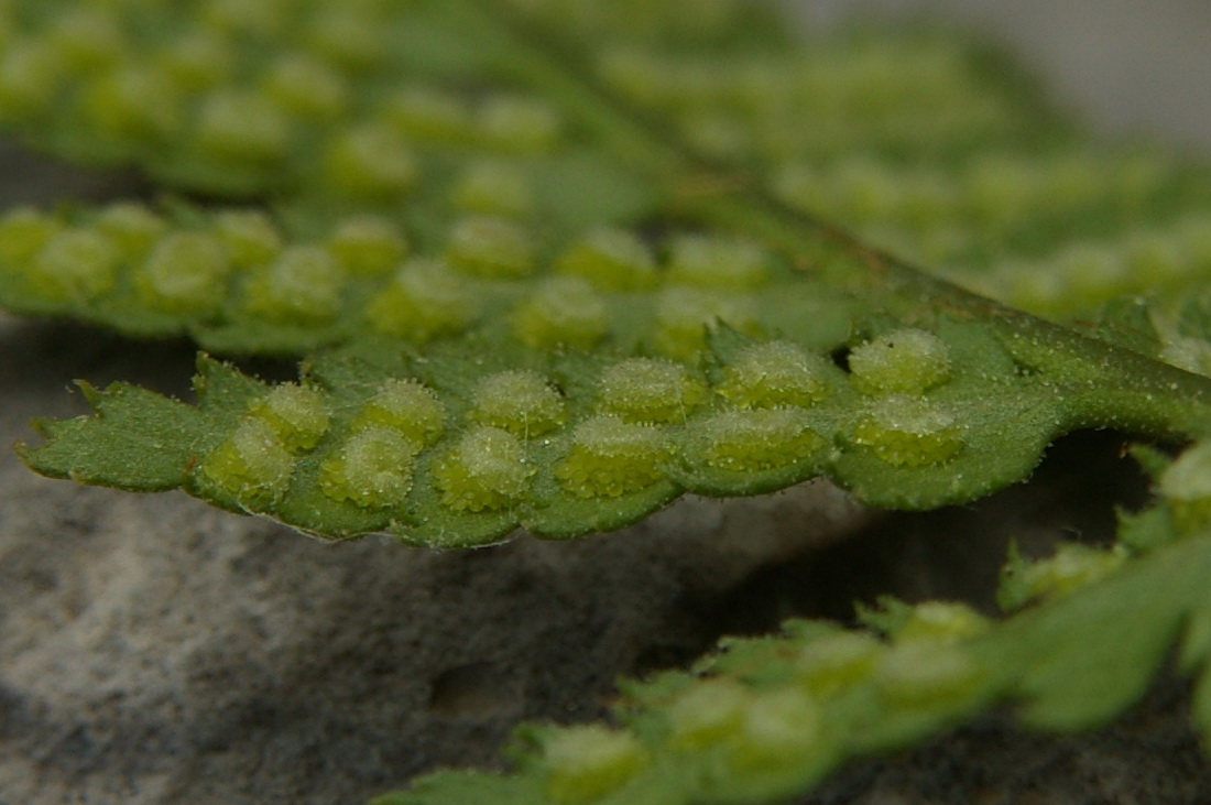 Изображение особи Dryopteris villarii.