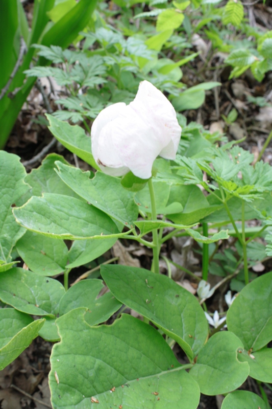 Изображение особи Paeonia caucasica.