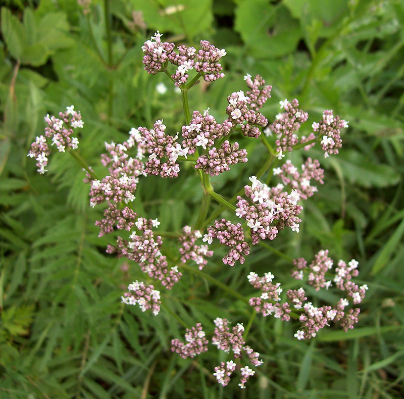 Image of Valeriana officinalis specimen.