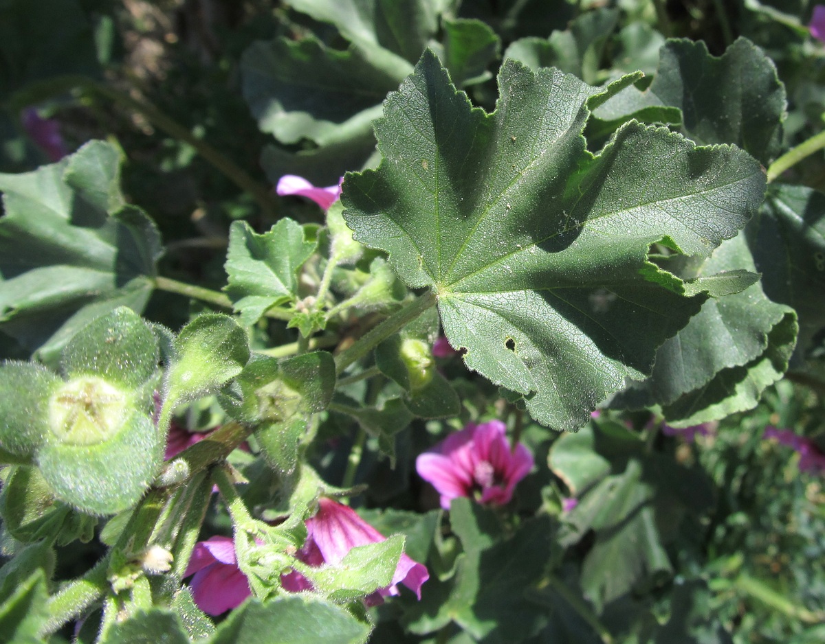 Image of Malva arborea specimen.