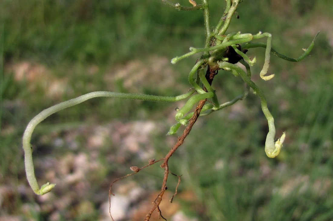 Image of Vicia amphicarpa specimen.