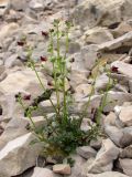 Scrophularia exilis. Цветущее и плодоносящее растение. Горный Крым, южный склон Ялтинской яйлы. 9 июня 2012 г.