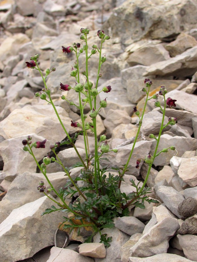 Изображение особи Scrophularia exilis.