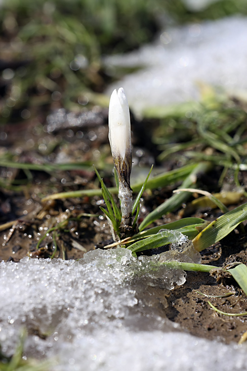 Изображение особи Crocus alatavicus.