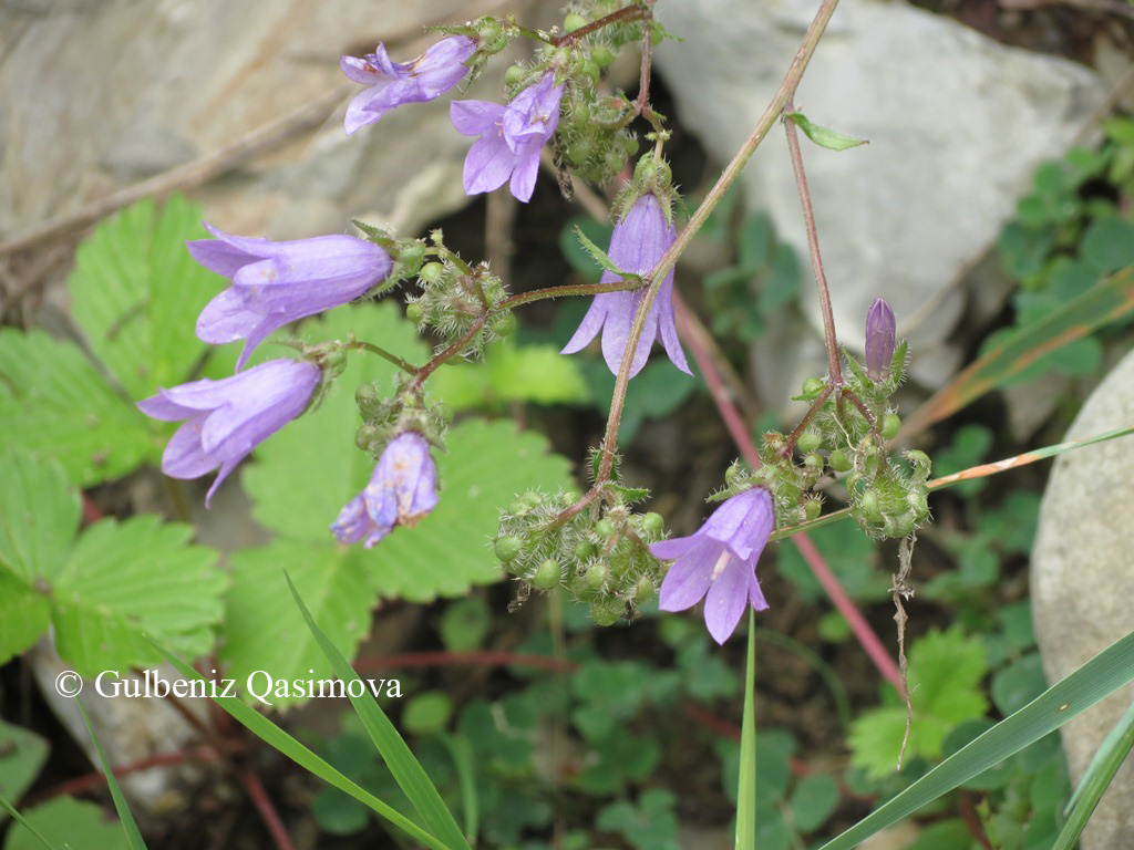 Изображение особи род Campanula.