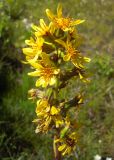 Ligularia subsagittata. Соцветие. Кабардино-Балкария, верховья р. Малка, 2200 м н.у.м. 22.07.2012.