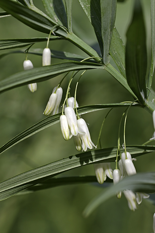 Image of Polygonatum sewerzowii specimen.