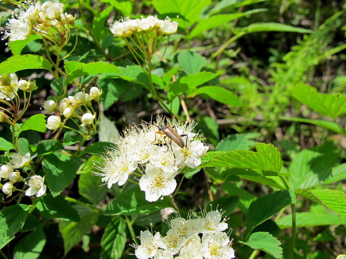 Image of Spiraea chamaedryfolia specimen.