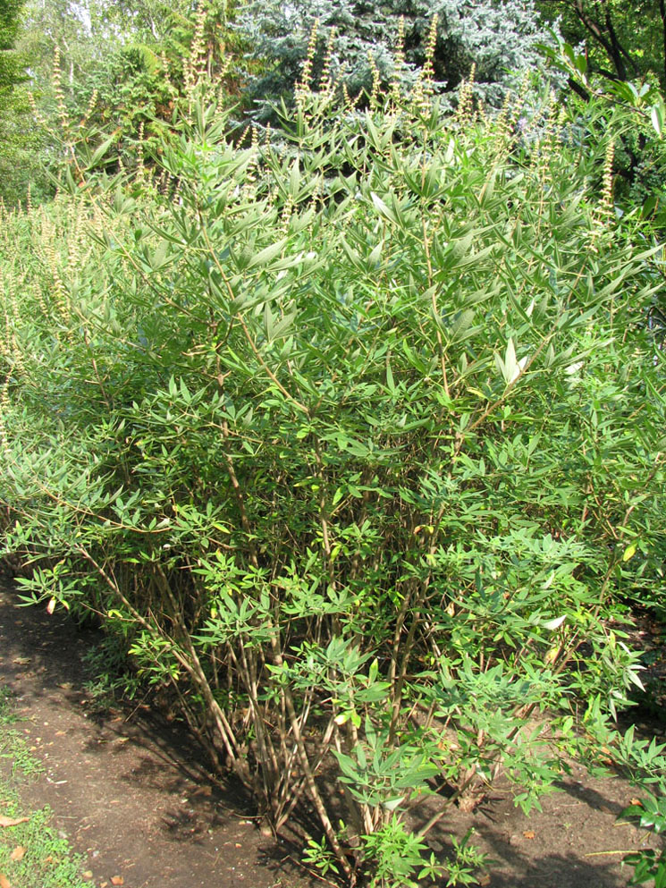 Image of Vitex agnus-castus specimen.