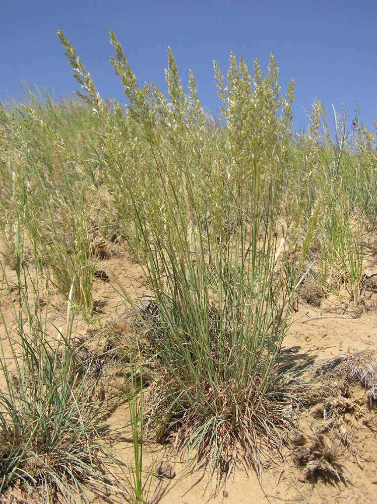 Image of Koeleria sabuletorum specimen.