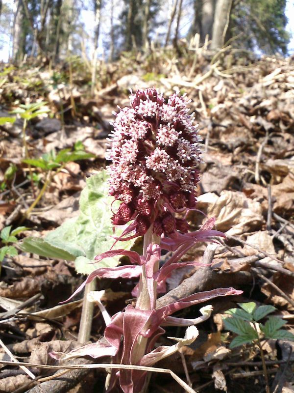 Изображение особи Petasites hybridus.