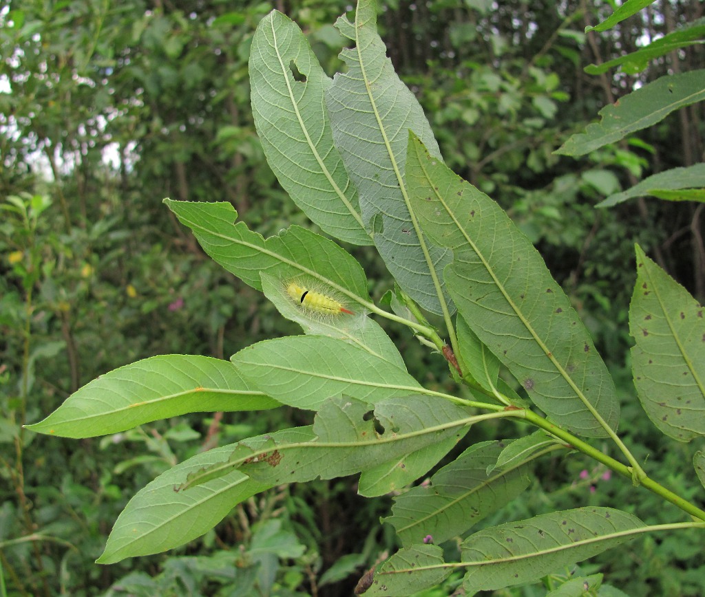 Image of genus Salix specimen.