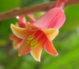 Смотреть изображение Hesperaloe parviflora