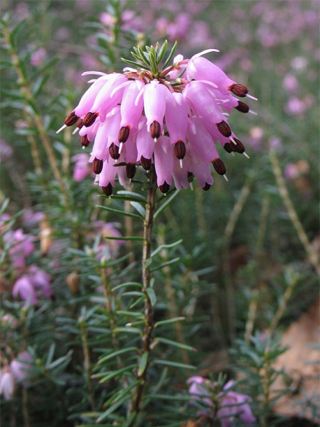 Изображение особи Erica carnea.