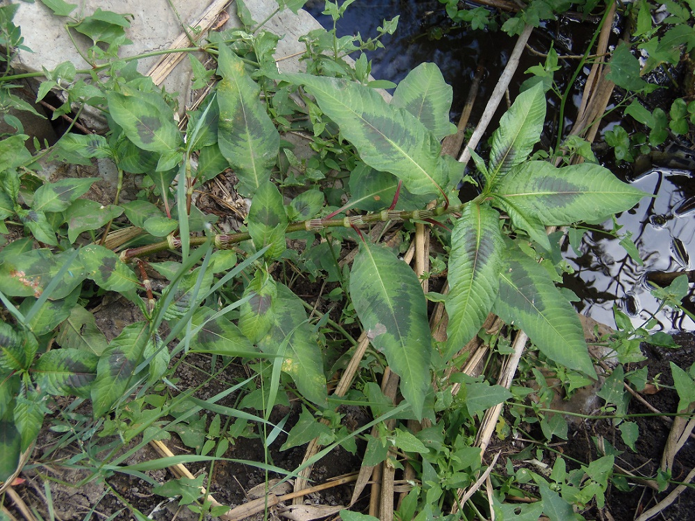 Image of Persicaria maculosa specimen.