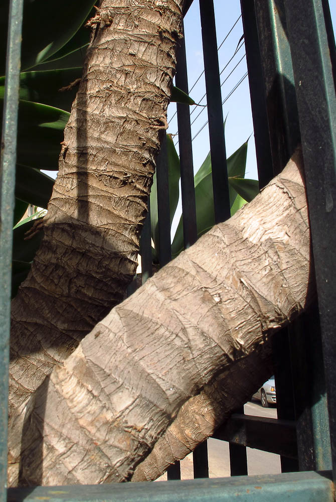 Image of Agave attenuata specimen.