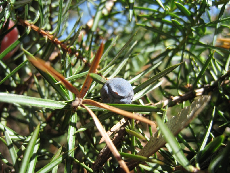 Изображение особи Juniperus communis.