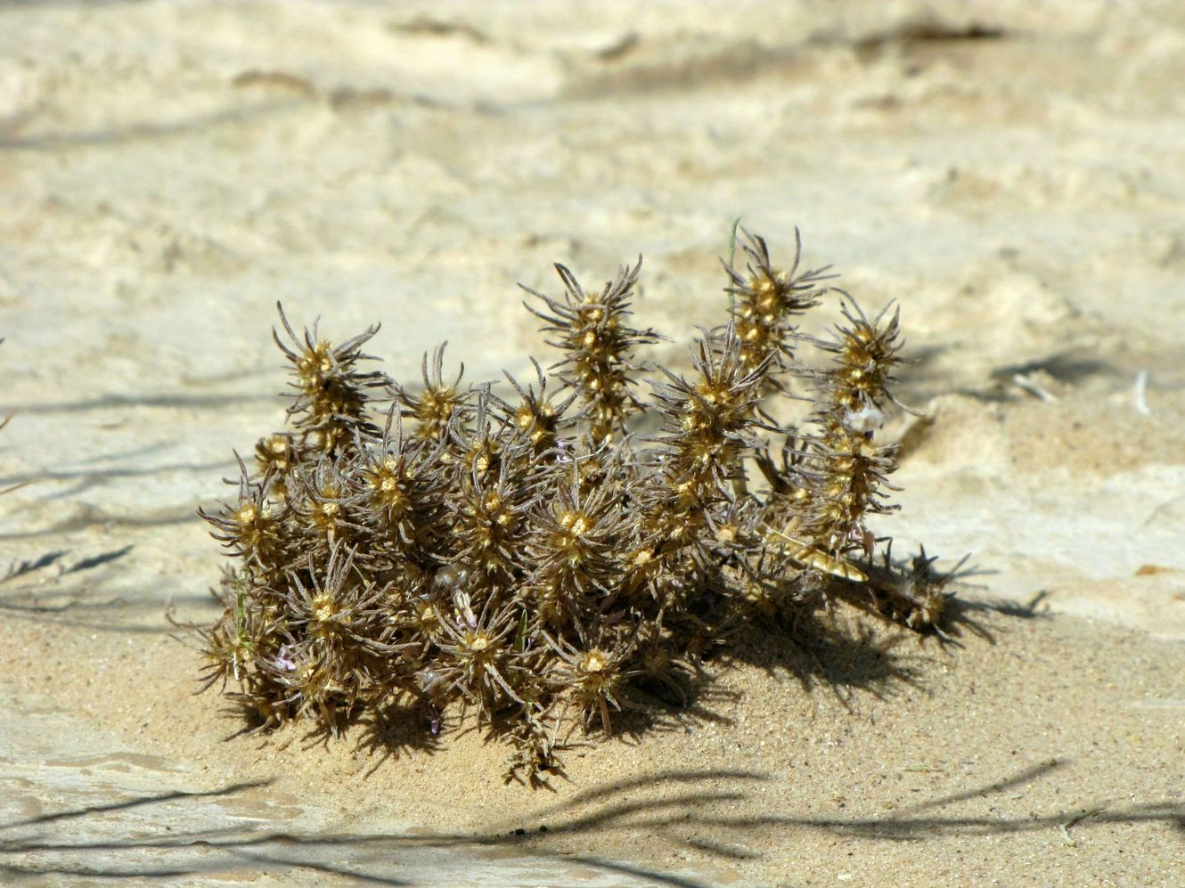 Image of Ifloga spicata specimen.