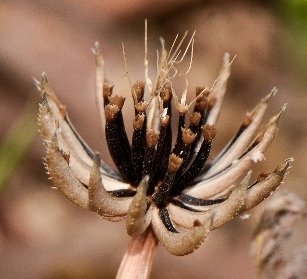 Image of Hedypnois rhagadioloides specimen.