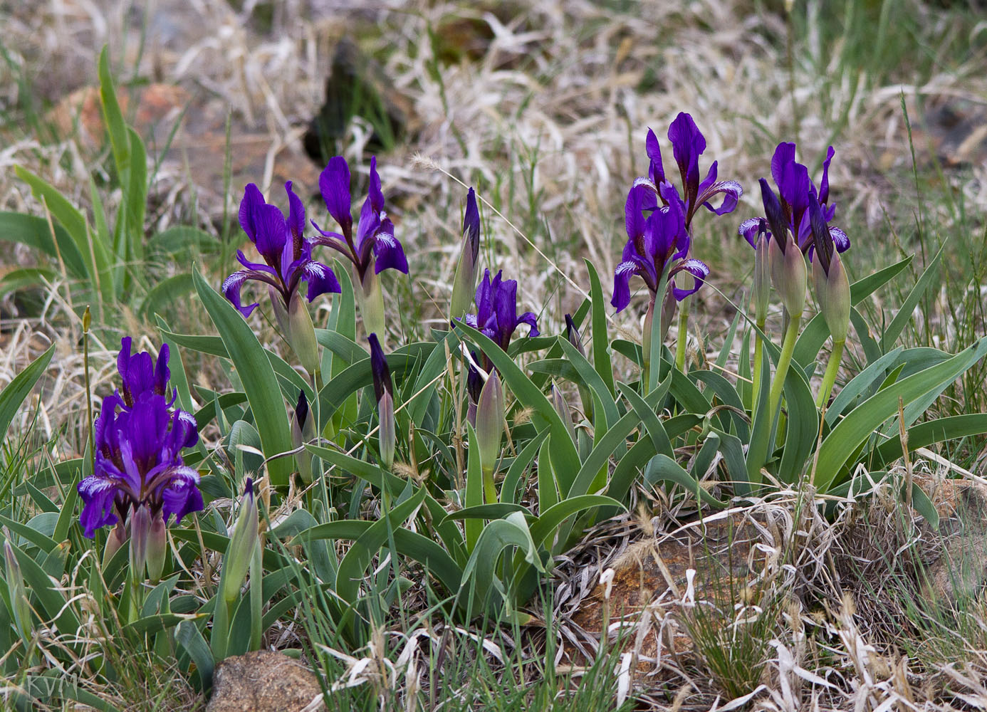 Изображение особи Iris glaucescens.