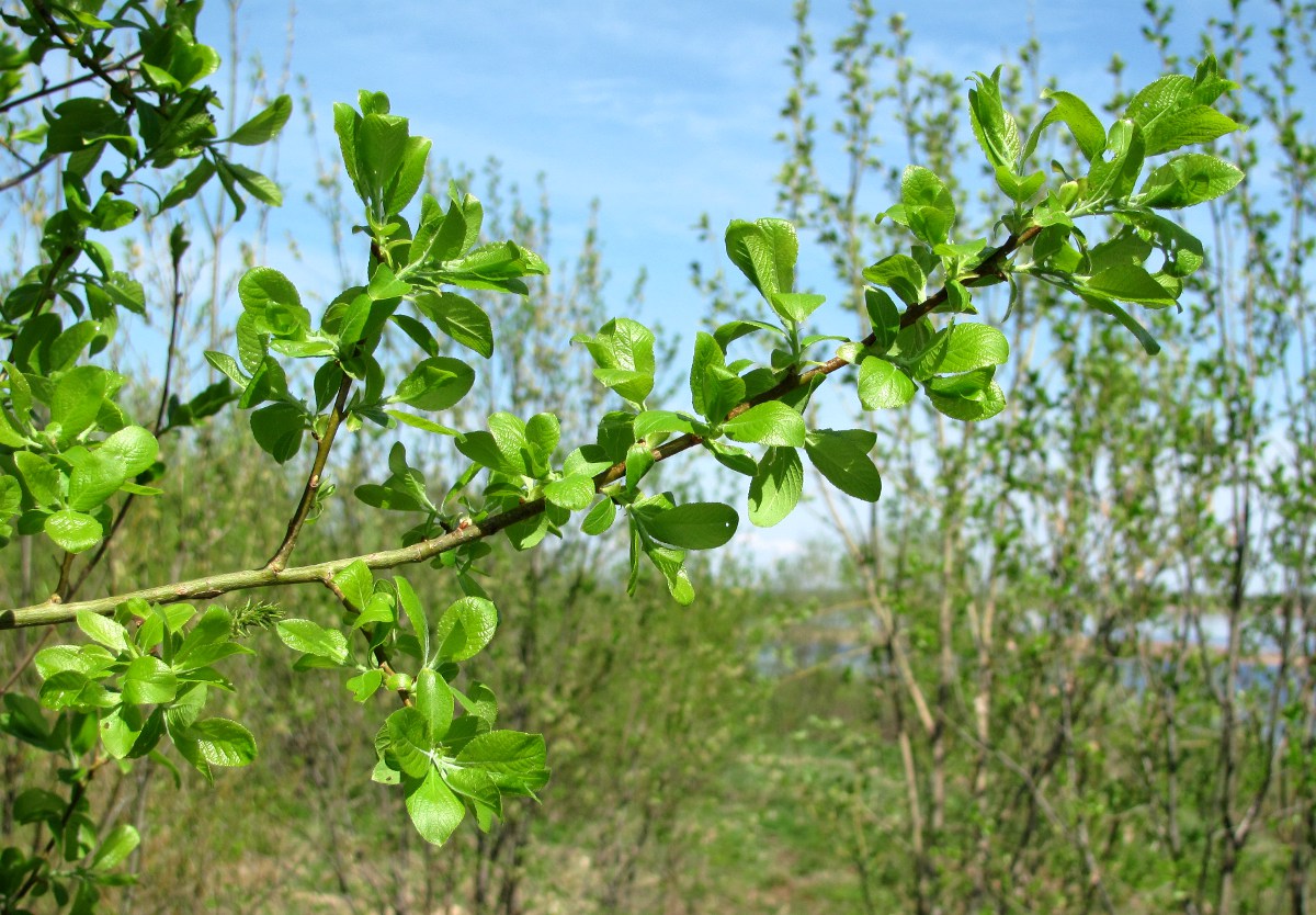 Image of genus Salix specimen.