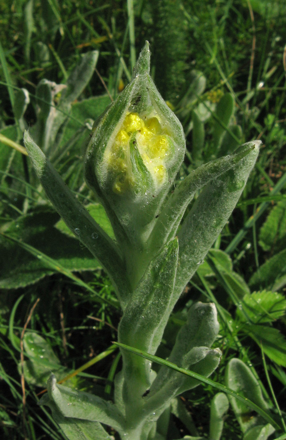 Image of Helichrysum graveolens specimen.