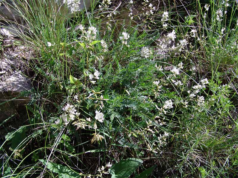 Image of Oxytropis dasypoda specimen.