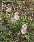 Convolvulus arvensis