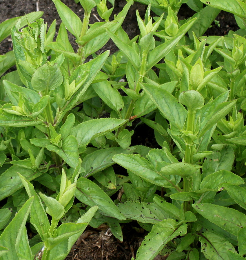 Image of Scrophularia umbrosa specimen.