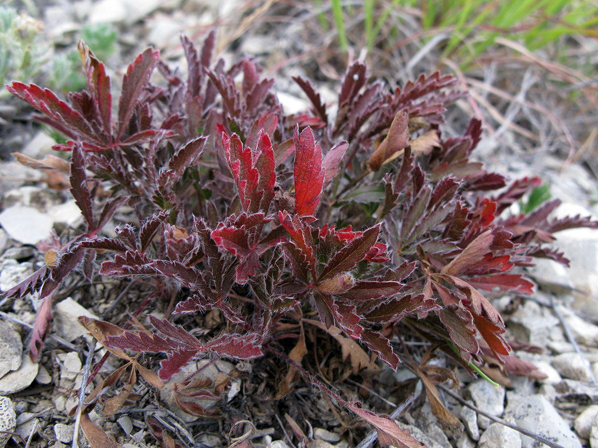 Image of genus Potentilla specimen.