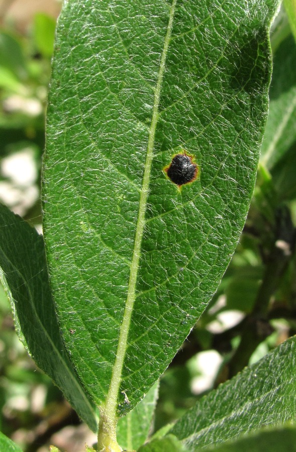 Image of Salix recurvigemmata specimen.