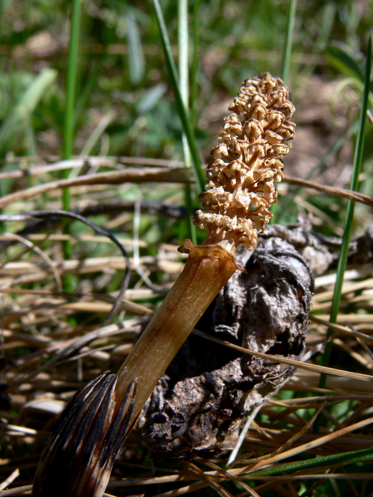 Image of Equisetum arvense specimen.