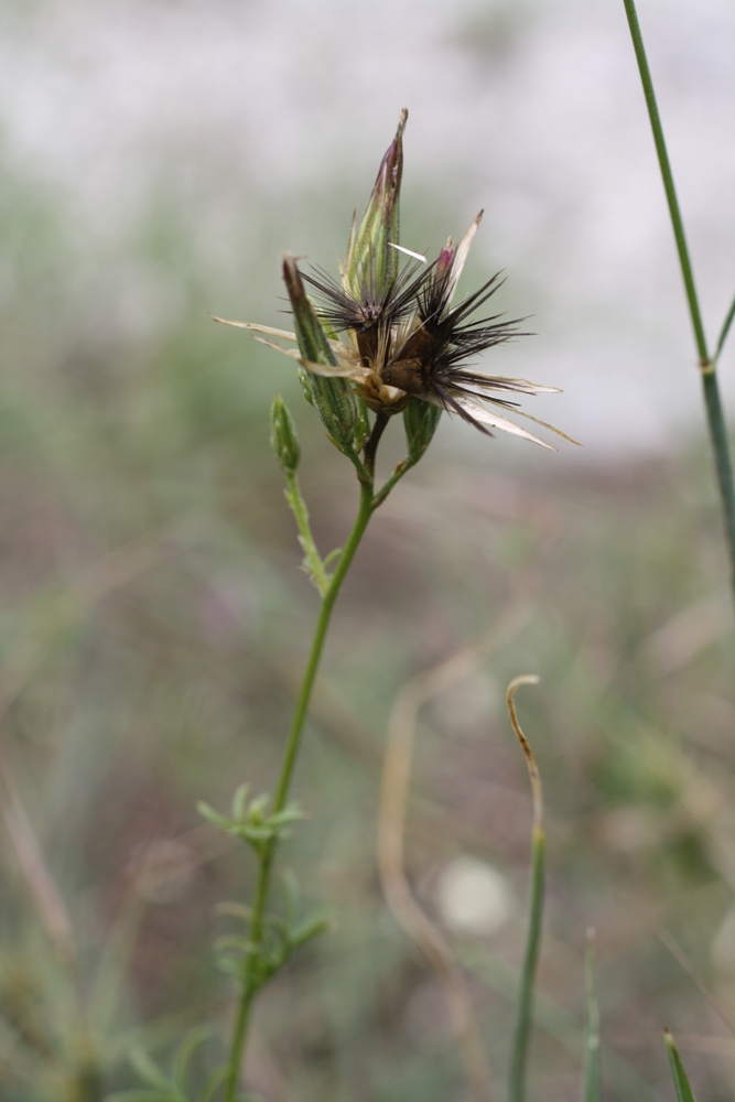 Image of Crupina vulgaris specimen.