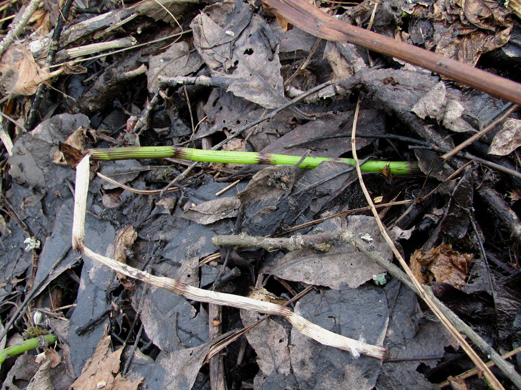 Изображение особи Equisetum fluviatile.