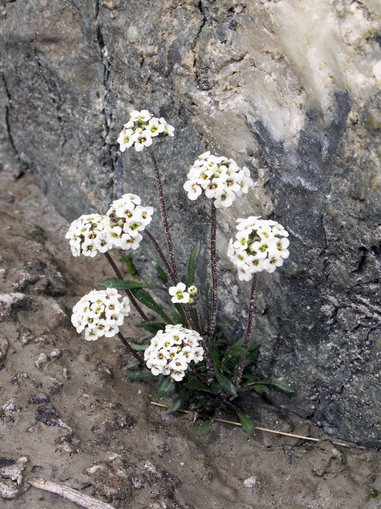 Image of Braya rosea specimen.