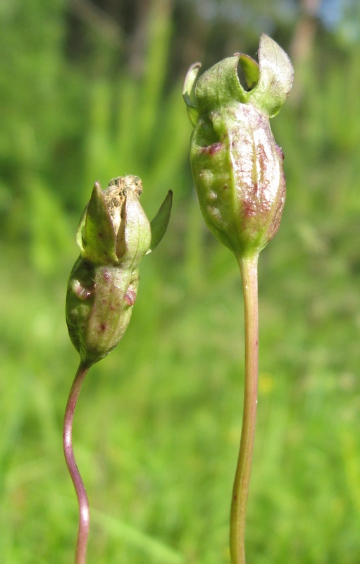 Изображение особи Campanula altaica.