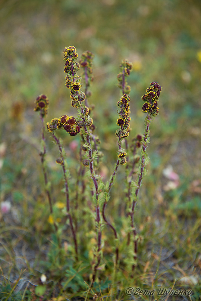 Image of Artemisia rupestris specimen.