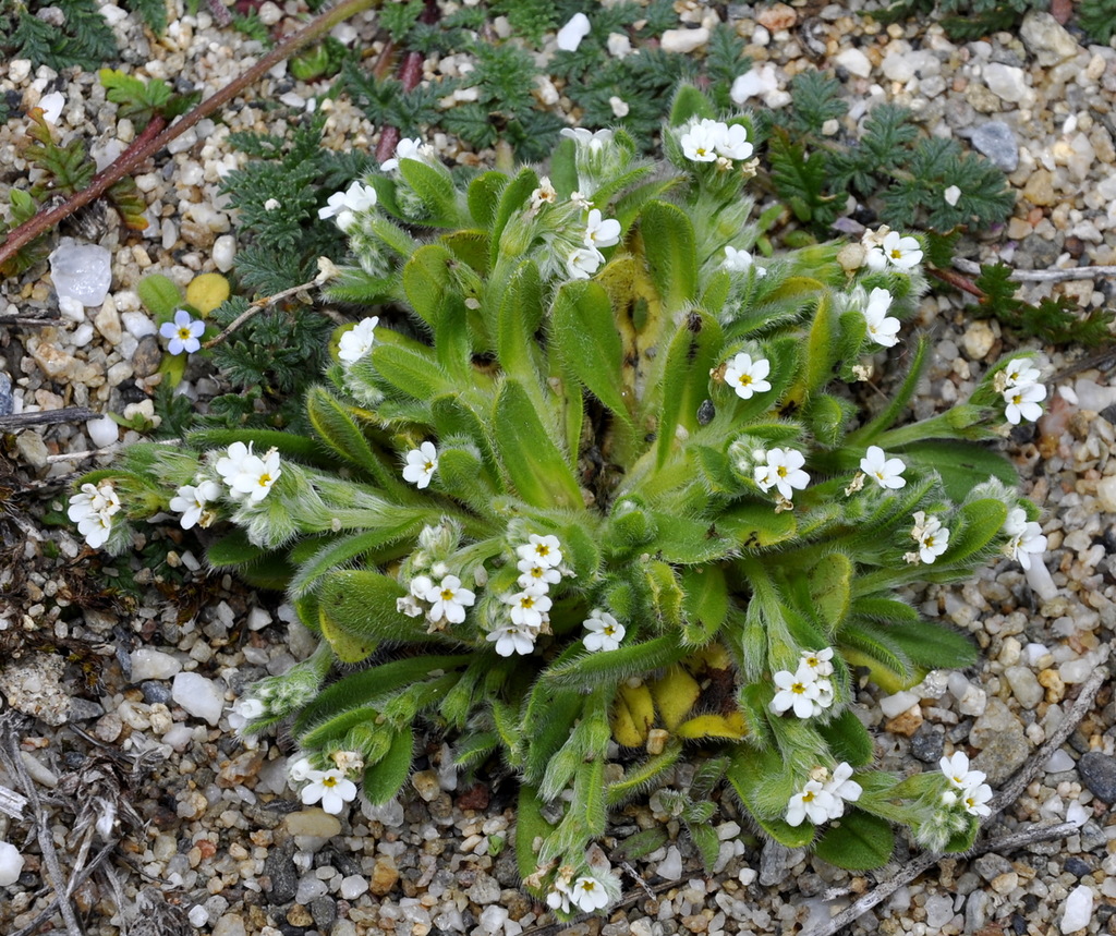 Image of Myosotis litoralis specimen.