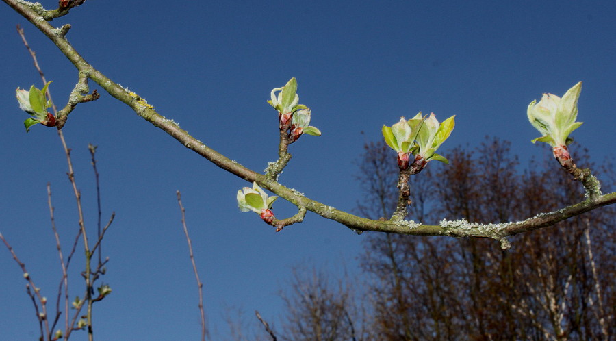 Image of Malus sieversii specimen.