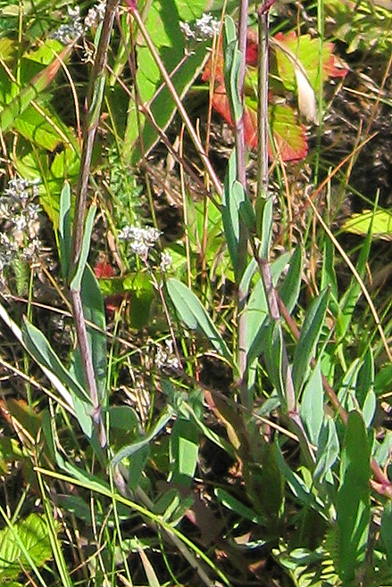 Image of Gypsophila volgensis specimen.