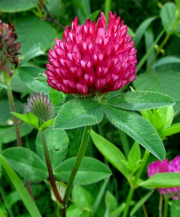 Изображение особи Trifolium pratense.