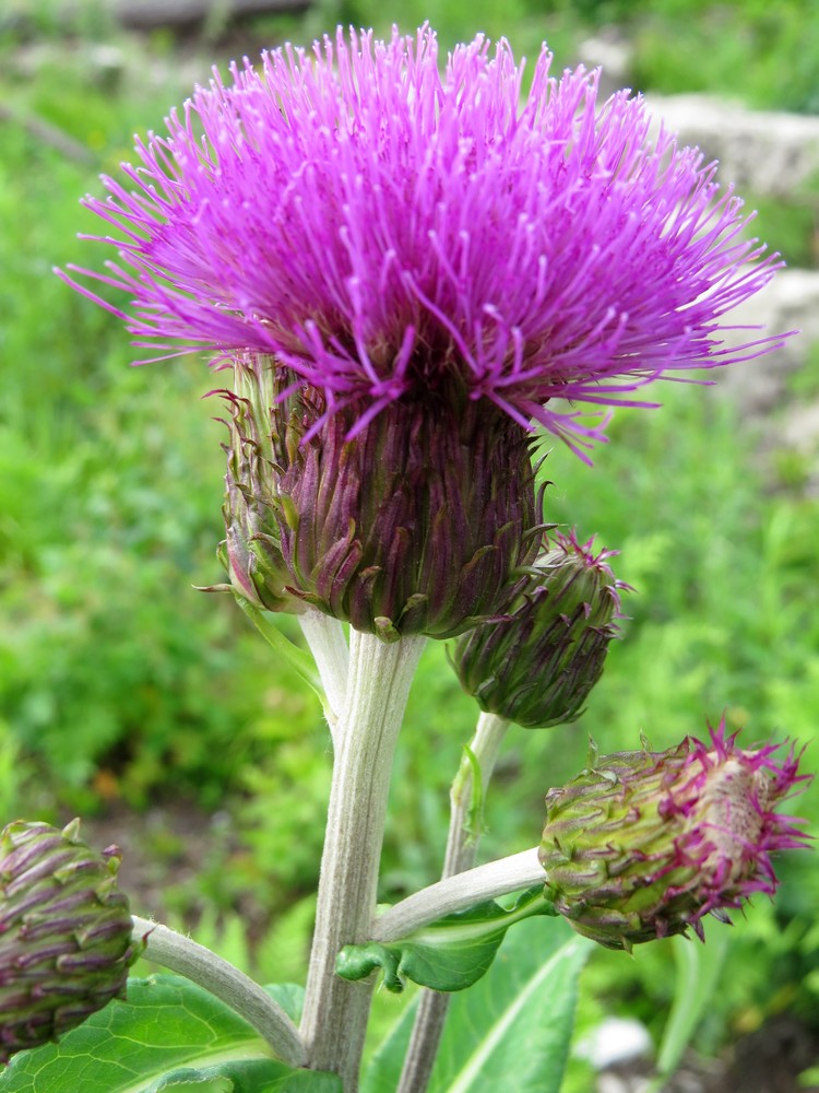 Image of Cirsium heterophyllum specimen.