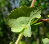 Salix pyrolifolia. Прилистник (вид с нижней стороны). Окр. Архангельска, болото. 18.06.2014.