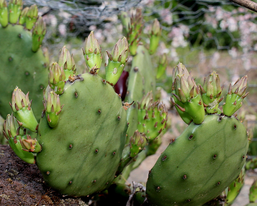 Image of Opuntia ficus-indica specimen.