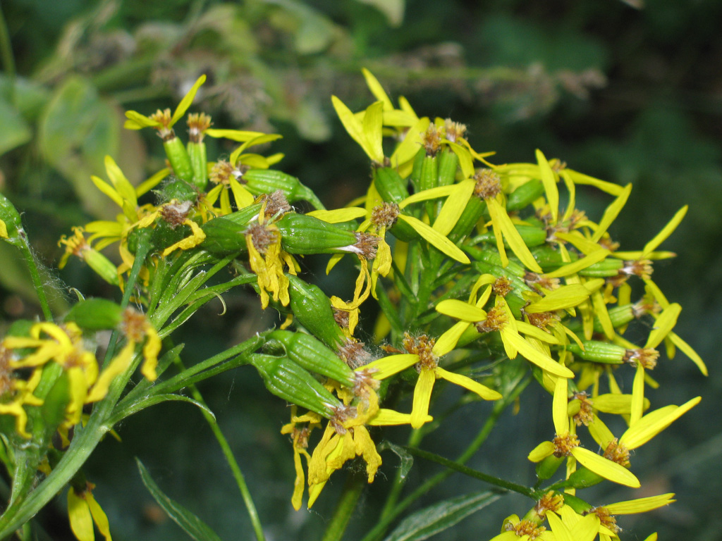 Изображение особи Ligularia thomsonii.