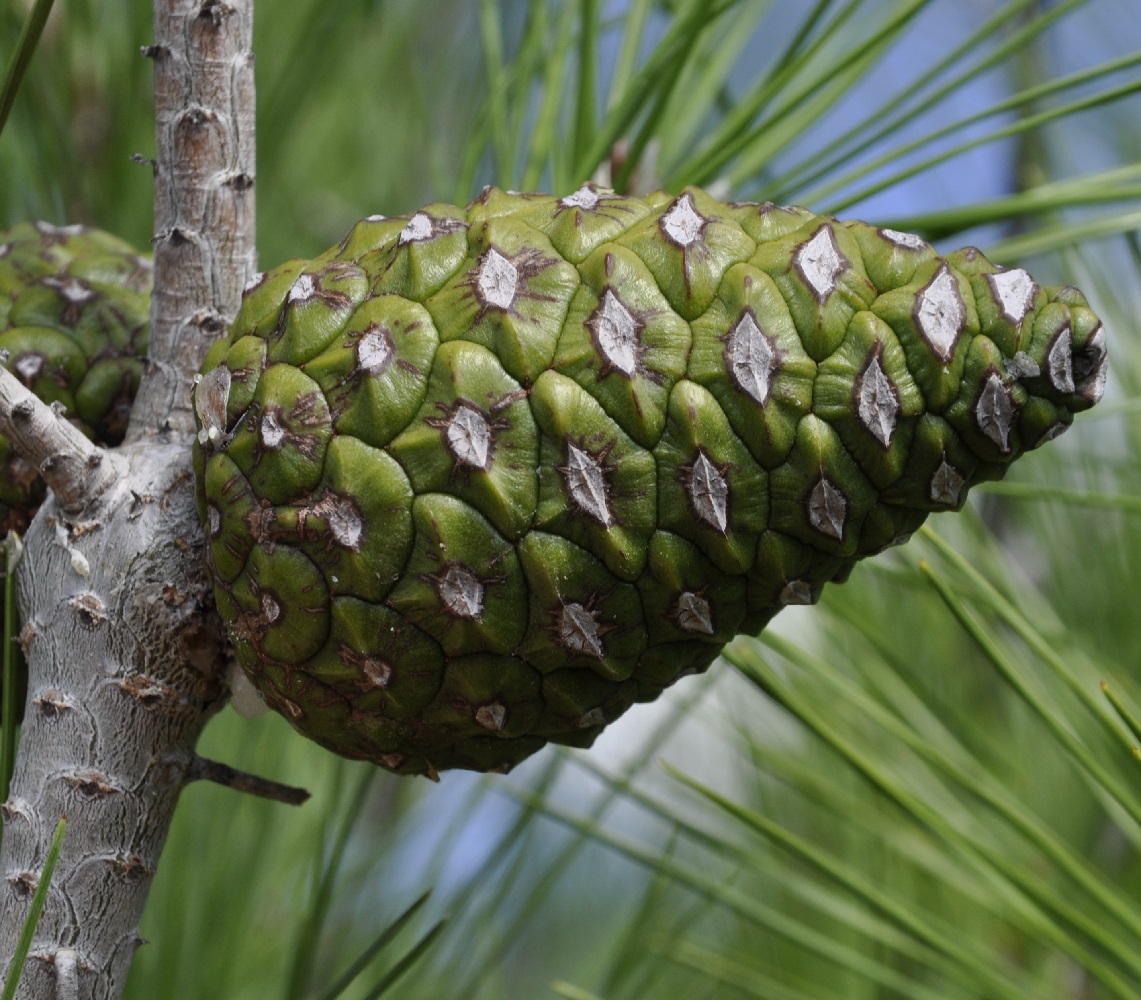 Image of Pinus brutia specimen.