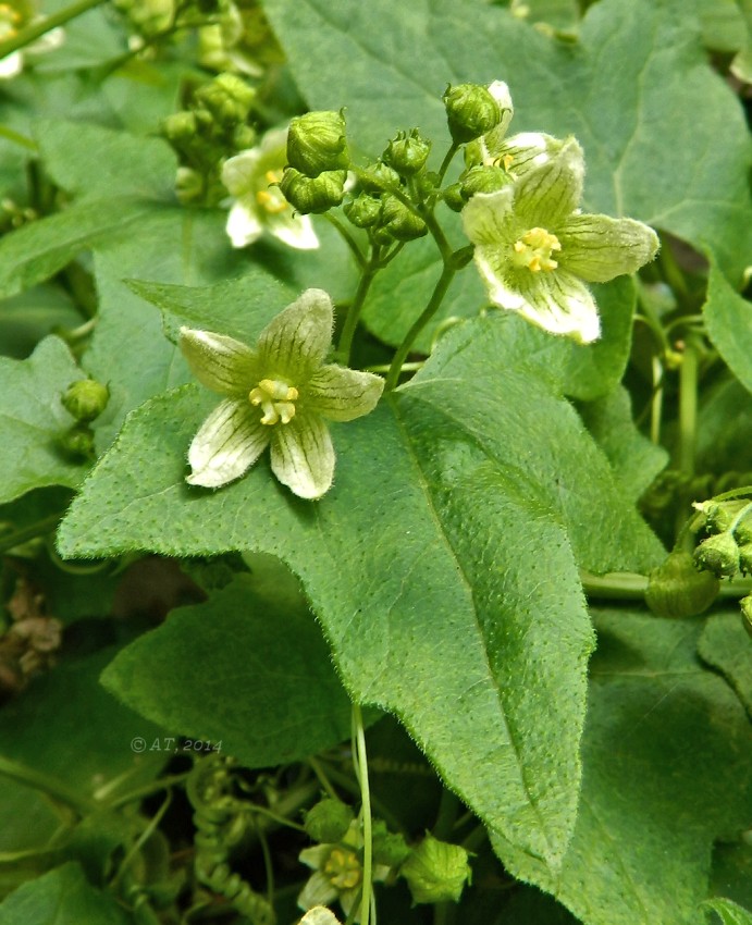 Image of Bryonia dioica specimen.