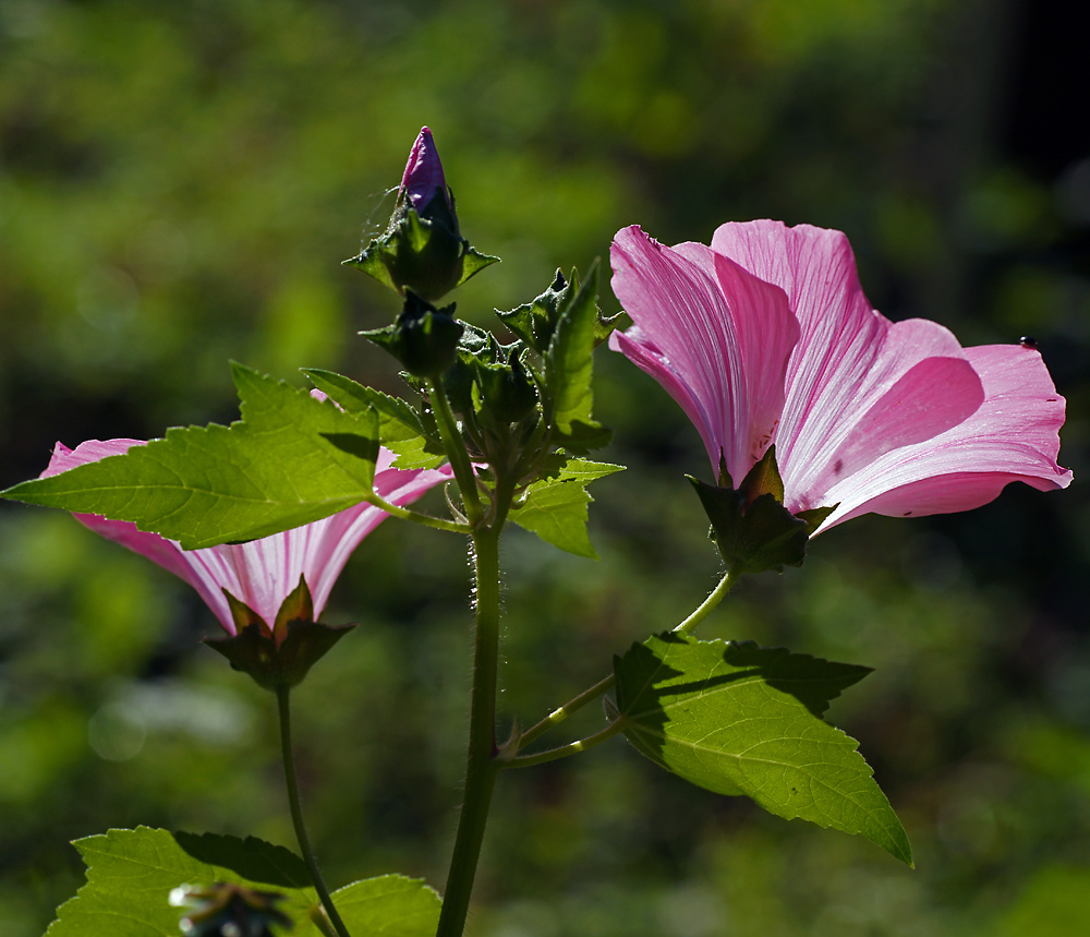 Image of Malva trimestris specimen.