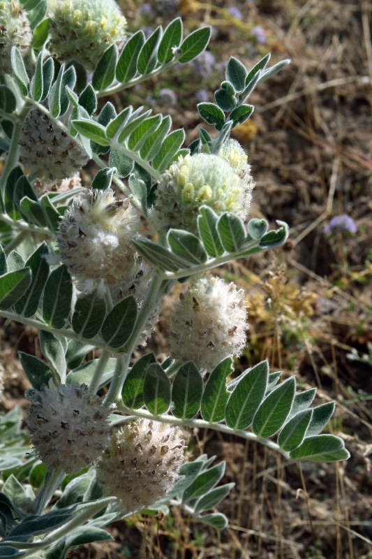 Image of Astragalus eximius specimen.