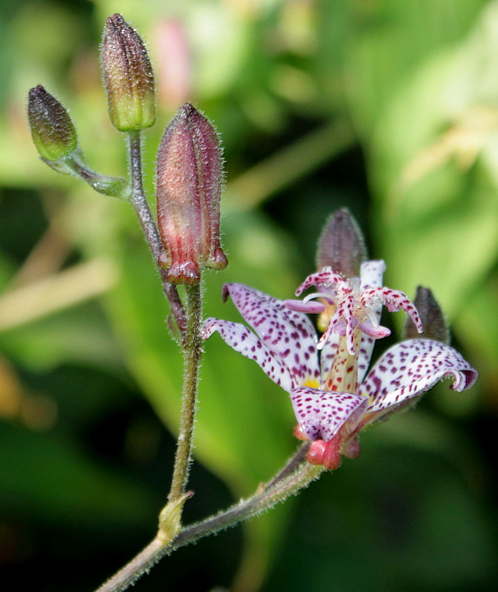 Изображение особи Tricyrtis hirta.